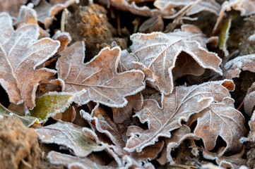 Autumn maple leaves with frost in the backlight on a field in fog and sunrise in the Czech Republic