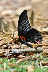 Fototapeta na wymiar Butterfly at Kaeng Krachan National Park, Thailand.