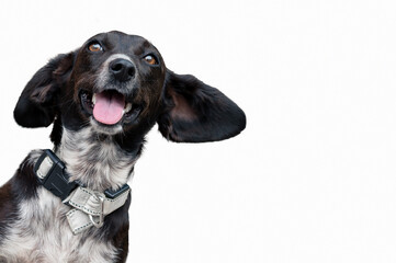 Positive black dog isolated on white background looking at the camera. Funny mongrel dog