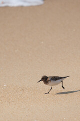 Sanderling on the beach
