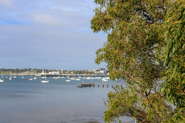 Obraz premium view of the bay of the city of Geelong with focus on tree in the foreground