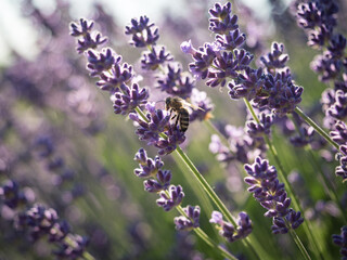 Obraz premium Lavender and bee.