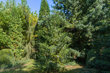 Evergreens in Landscape garden. Korean fir Abies koreana. In background are juniper Juniperus...