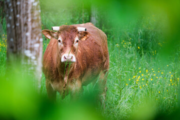 Rural French Cow