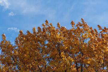 Fototapeta premium Red oak leaves in golden autumn colors. Landscape garden. Golden crown of huge red oak tree at sunset against blue autumn sky. Nature concept for design