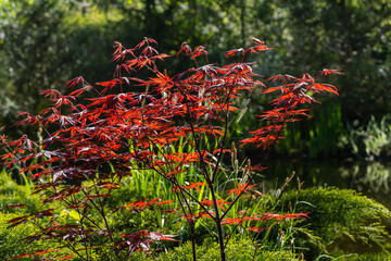 Young red leaves glow in spring sun. Japanese maple Acer palmatum Atropurpureum on bank of beautiful garden pond. Selective focus. Close-up. Spring landscape, nature concept.