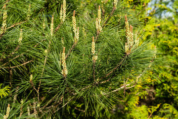 Pine Pinus densiflora Umbraculifera. Young long shoots on pine branches against blurred background of evergreens. Selective focus. Evergreen landscaped garden. Nature concept for design.