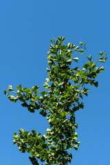 Ginkgo tree (Ginkgo biloba) or ginkgo with bright green new leaves against blue spring sky. Selective close-up. Fresh wallpaper nature concept. Place for your text