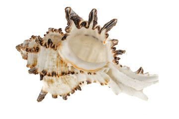 shell of a sea snail on a transparent background. png