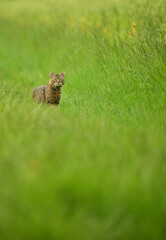 Cat in the deep grass