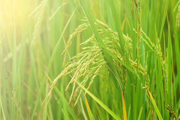 The rice fields of agriculture that are blooming long beautiful green