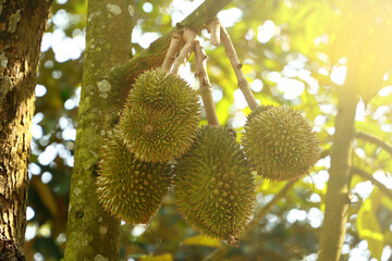Durian on a fresh fruit tree in the garden