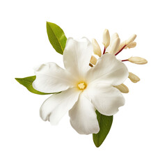 Fototapeta na wymiar white Night Blooming Jasmine flower isolated on white.