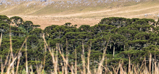 Fototapeta na wymiar Landscape of the Santa Catarina plateau in Brazil with Araucaria pine forest.