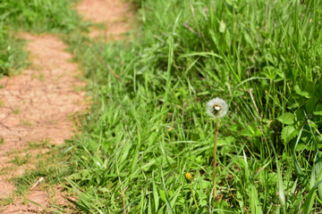 white dandelion in green gass near the footpath, copy space