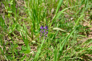 two purple flowers among green grass on the lawn, copy space  