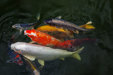 decorative carp fish emerge and swim in the lake. Koi carp are ornamental domesticated fish