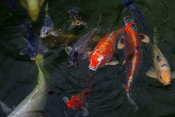 A flock of koi fish open their mouths and ask for food, decorative carps emerge and swim in the...