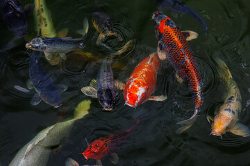Koi fish open their mouths and ask for food, ornamental carps emerge and swim in the lake. Koi carp are ornamental domesticated fish