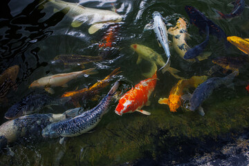 A flock of decorative carp swam to the shore in anticipation of feeding. Koi carp are ornamental domesticated fish