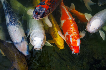 hungry carp sticks its head out of the water in anticipation of feeding. Koi carp are ornamental domesticated fish