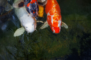 Close-up of the head of an ornamental carp poking its head out of the water in anticipation of feeding. Koi carp are ornamental domesticated fish