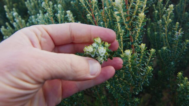 Person touches the plants at day