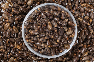 Ricinus Communis – Dried Seeds Of The Fruit Of The Castor Bean Plant