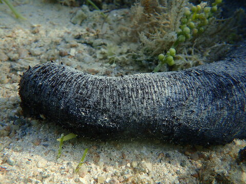Lollyfish or black sea cucumber (Holothuria atra) undersea, Red Sea, Egypt, Sharm El Sheikh, Nabq Bay