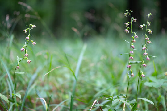 A beautiful Epipactis orchid protected in the middle of a forest in Moravia in the Czech Republic
