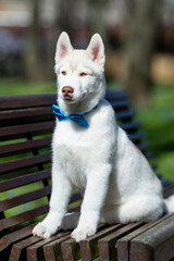 Husky puppy portrait.