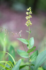 A beautiful Epipactis orchid protected in the middle of a forest in Moravia in the Czech Republic