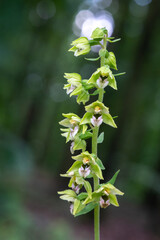 A beautiful Epipactis orchid protected in the middle of a forest in Moravia in the Czech Republic