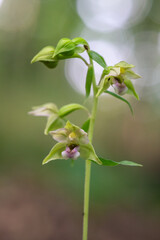 Fototapeta na wymiar A beautiful Epipactis orchid protected in the middle of a forest in Moravia in the Czech Republic