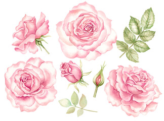 Vintage pink roses flowers set on transparent background. Botanical floral collection of watercolor hand painting elements of roses.