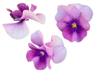 紫のパンジーの花