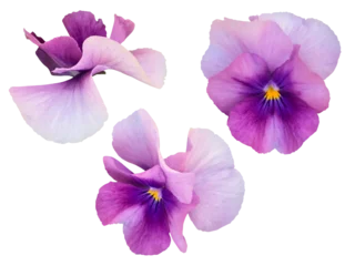 Fotobehang 紫のパンジーの花 © kmk.m