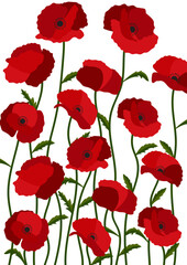 Fototapeta premium poppy flowers background.Eps 10 vector.