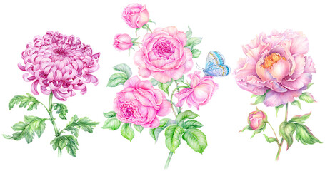 Set of Pink vintage flowers. Beauty Peony Roses chrysanthemum on transparent background. Botanical floral collection watercolor hand painting for wedding invitations, greeting cards, congratulations
