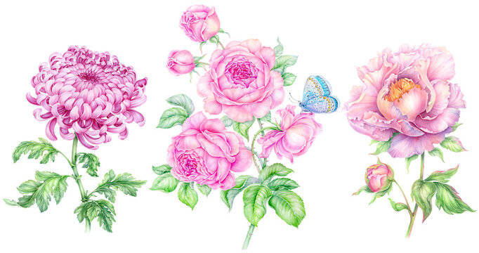 Set of Pink vintage flowers. Beauty Peony Roses chrysanthemum on transparent background. Botanical floral collection watercolor hand painting for wedding invitations, greeting cards, congratulations