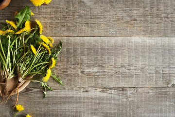 Dandelion plants with roots on a rustic background with copy space