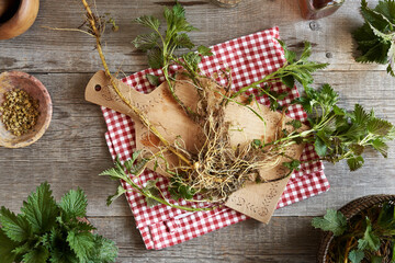 Whole nettle plant with root on a wooden table, top view