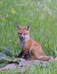 Red fox kit (Vulpes vulpes) sitting by its den in the forest in early spring in Canada