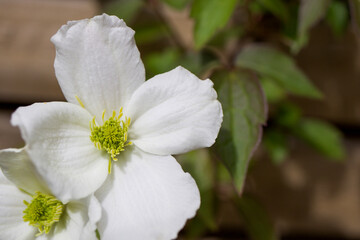 Fototapeta na wymiar white clematis flower