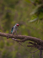 Woodland Kingfisher (Halcyon senegalensis) 13879