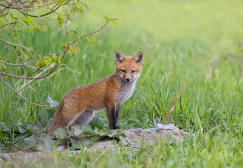 Naklejka na ściany i meble Red fox kit (Vulpes vulpes) sitting by its den in the forest in early spring in Canada