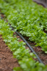 Broad Leaf Parsley in Greenhouse