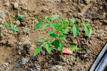 Young tomato seedling growing in soil of greenhouse