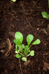 Rocket Seedling in Greenhouse