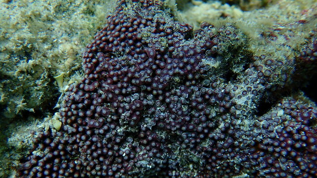 Organ pipe coral or red organ pipe coral (Tubipora musica) close-up undersea, Red Sea, Egypt, Sharm El Sheikh, Nabq Bay